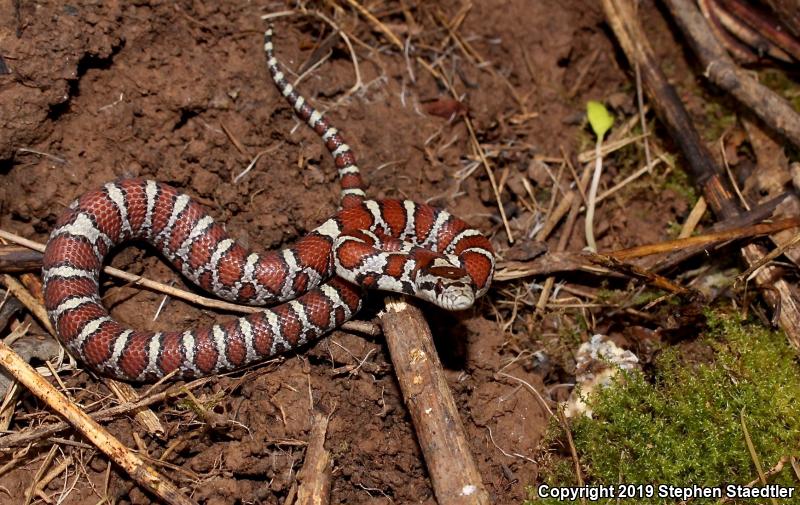 Eastern Milksnake (Lampropeltis triangulum triangulum)