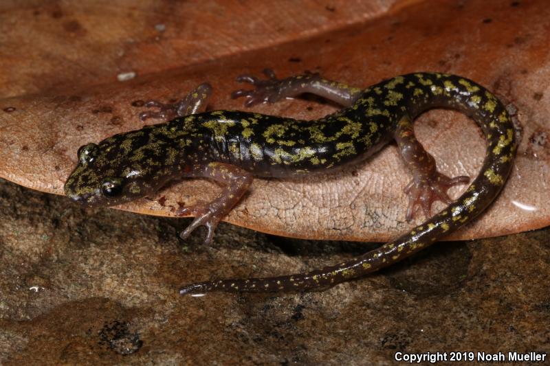 Green Salamander (Aneides aeneus)