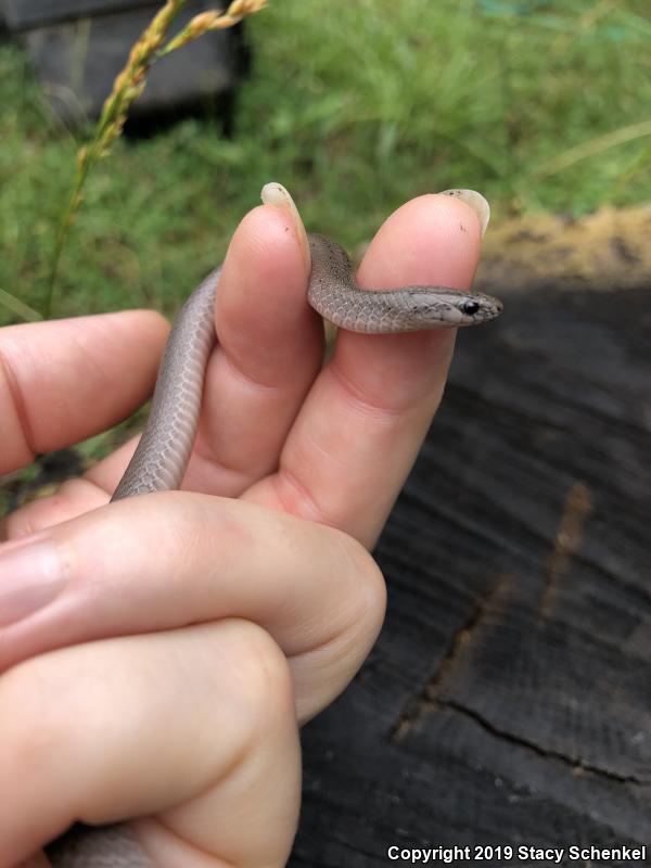 Smooth Earthsnake (Virginia valeriae)