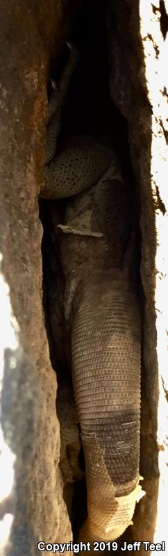 Common Chuckwalla (Sauromalus ater)