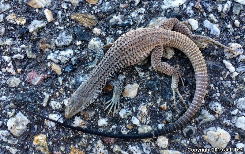 Great Basin Whiptail (Aspidoscelis tigris tigris)