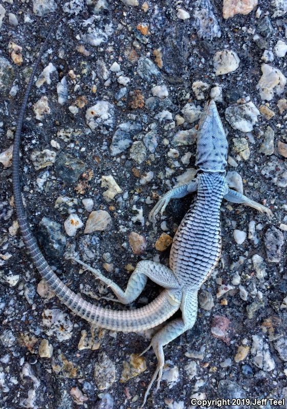 Great Basin Whiptail (Aspidoscelis tigris tigris)