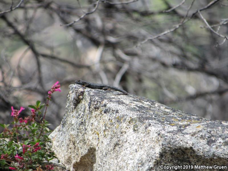 Sierra Fence Lizard (Sceloporus occidentalis taylori)