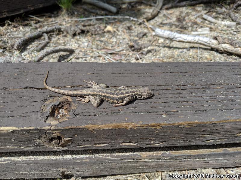 Western Sagebrush Lizard (Sceloporus graciosus gracilis)