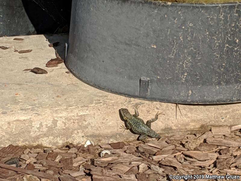 San Joaquin Fence Lizard (Sceloporus occidentalis biseriatus)