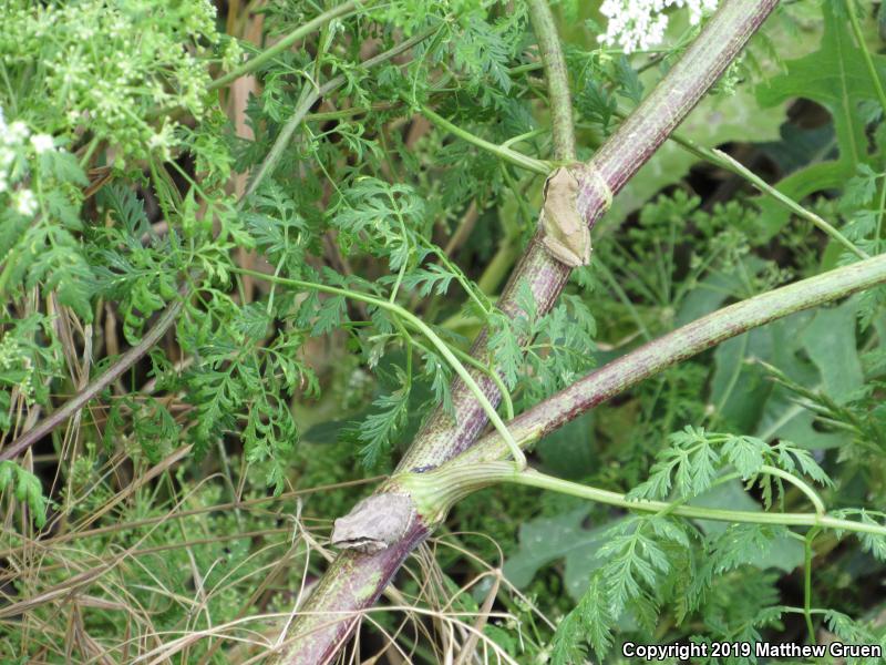 Sierran Treefrog (Pseudacris sierra)