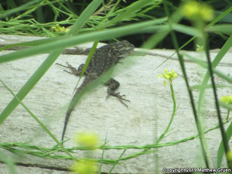 San Joaquin Fence Lizard (Sceloporus occidentalis biseriatus)