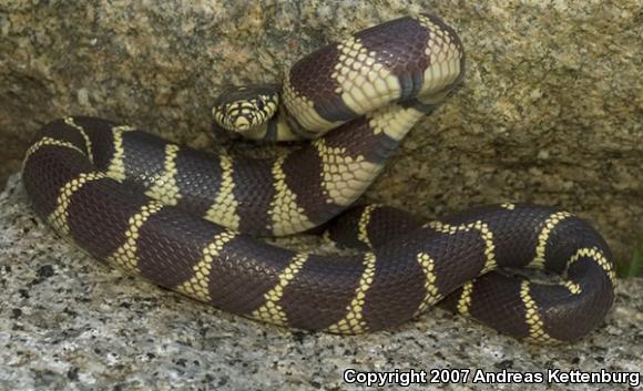 California Kingsnake (Lampropeltis getula californiae)