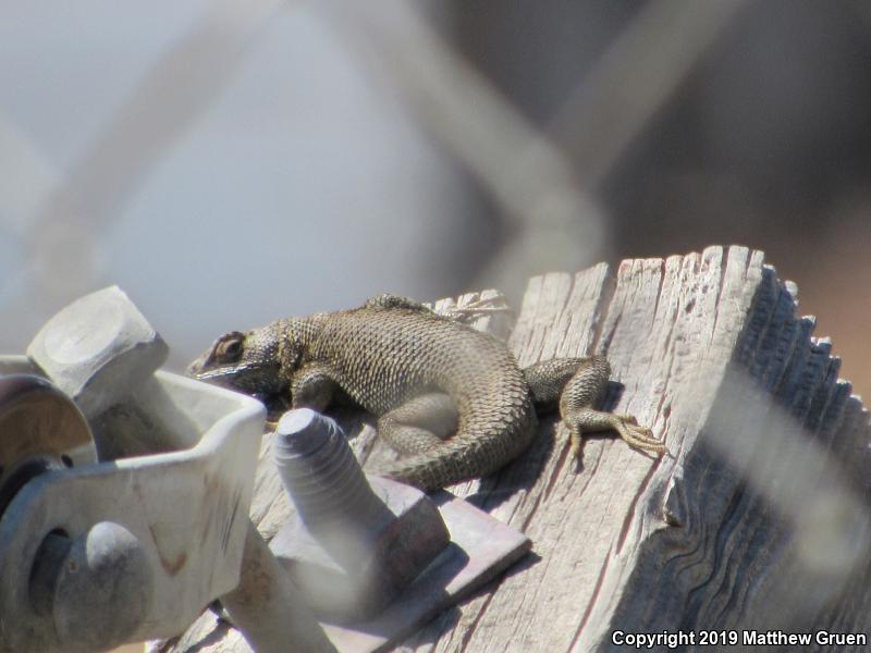 San Joaquin Fence Lizard (Sceloporus occidentalis biseriatus)