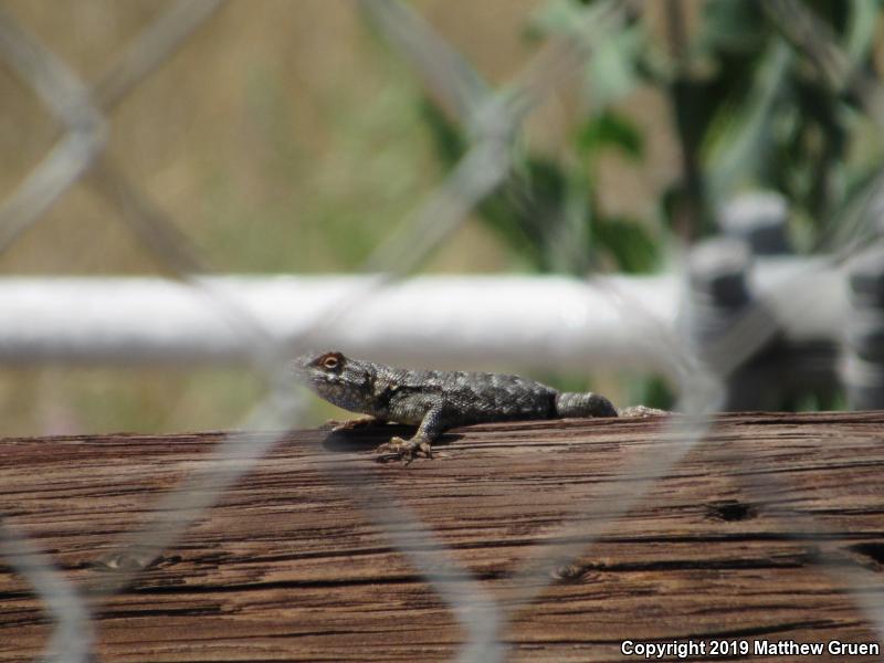 San Joaquin Fence Lizard (Sceloporus occidentalis biseriatus)