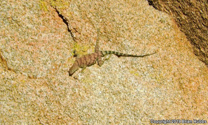 Banded Rock Lizard (Petrosaurus mearnsi)