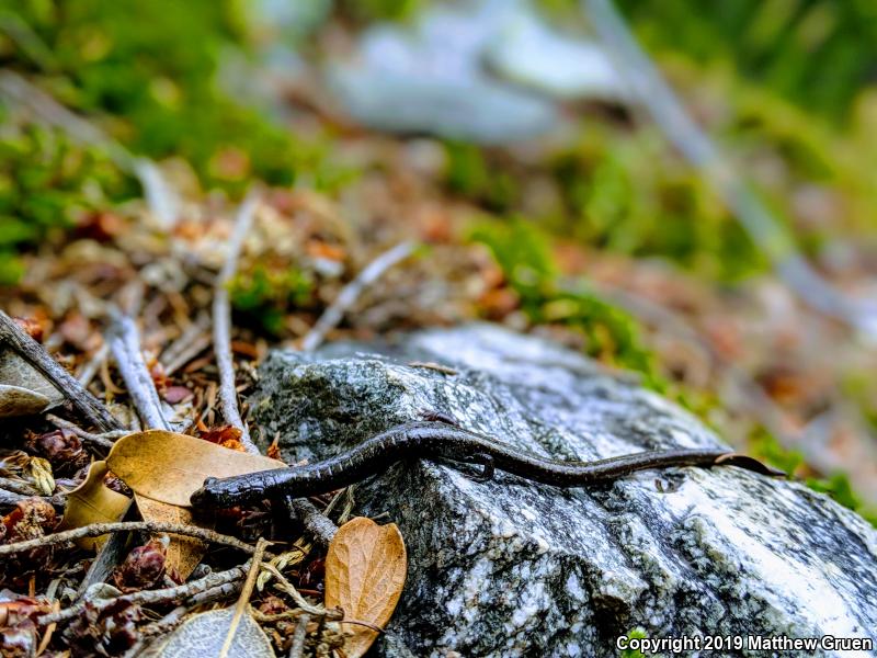 San Gabriel Mountains Slender Salamander (Batrachoseps gabrieli)