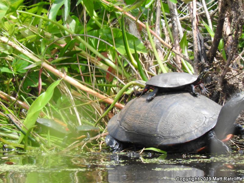 Eastern Painted Turtle (Chrysemys picta picta)