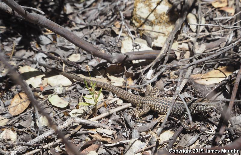 California Whiptail (Aspidoscelis tigris munda)