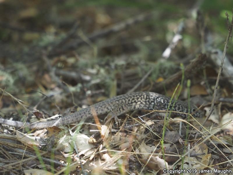 California Whiptail (Aspidoscelis tigris munda)