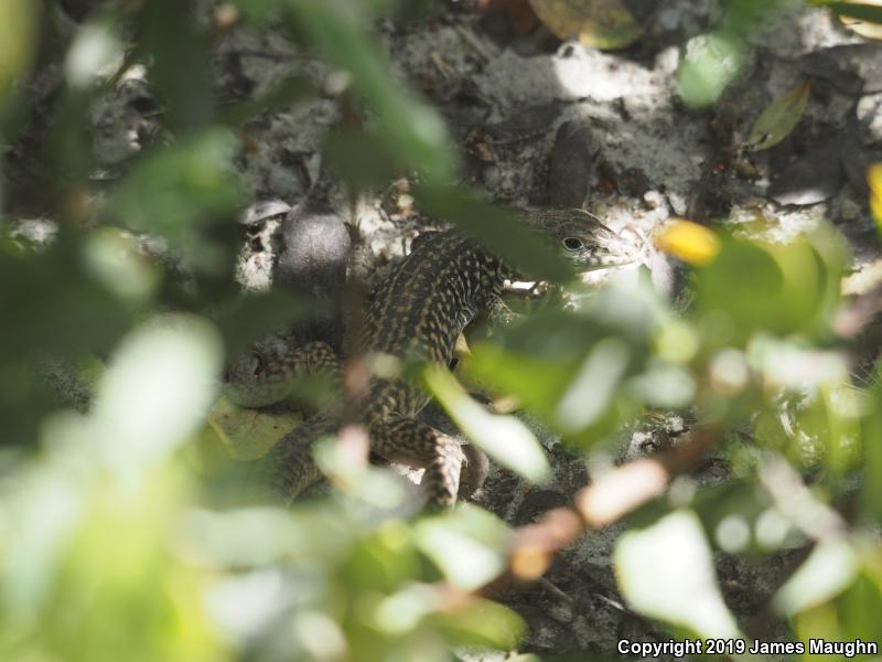 California Whiptail (Aspidoscelis tigris munda)