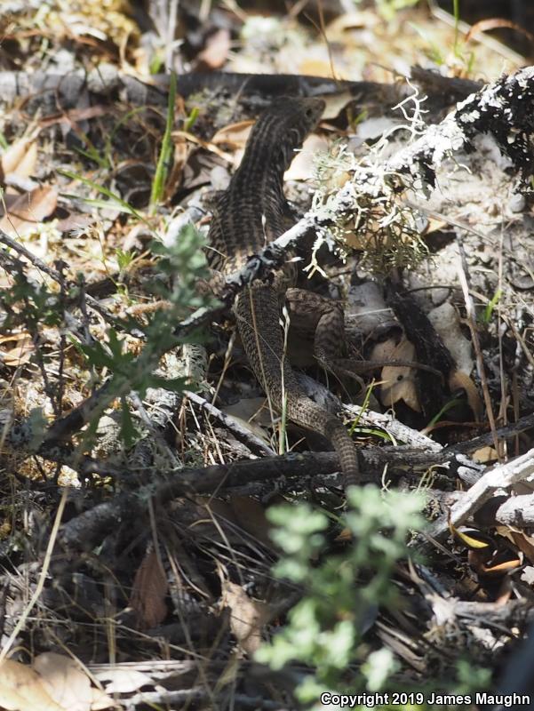 California Whiptail (Aspidoscelis tigris munda)