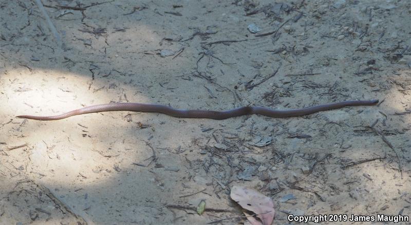 Forest Sharp-tailed Snake (Contia longicaudae)