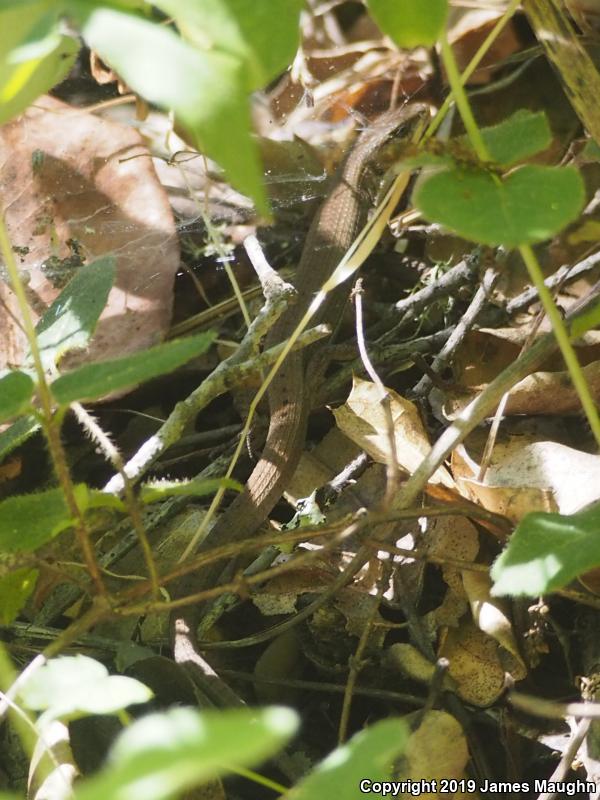 San Francisco Alligator Lizard (Elgaria coerulea coerulea)