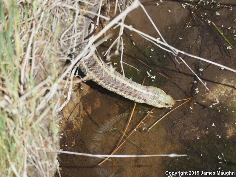 Coast Gartersnake (Thamnophis elegans terrestris)