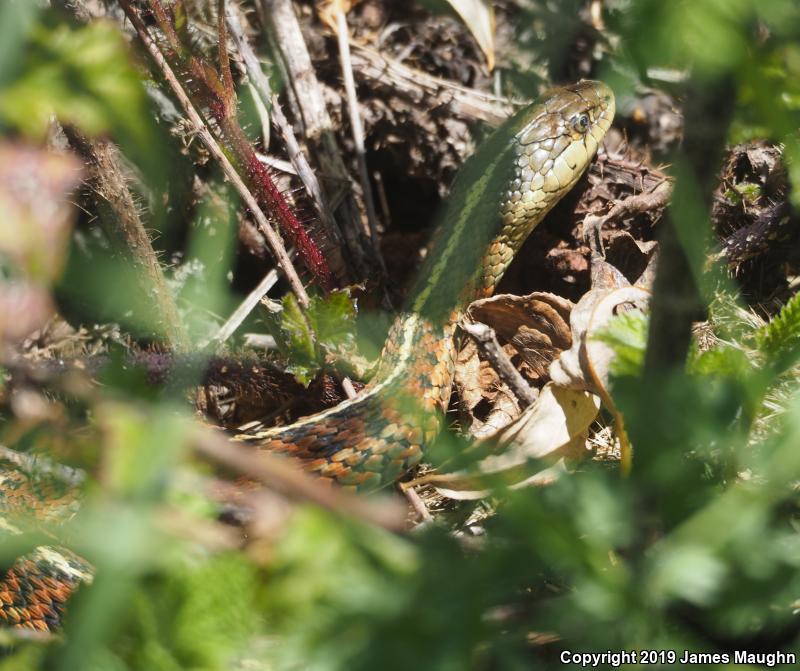 Coast Gartersnake (Thamnophis elegans terrestris)