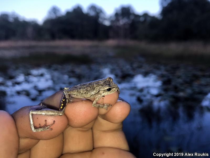 Pine Woods Treefrog (Hyla femoralis)