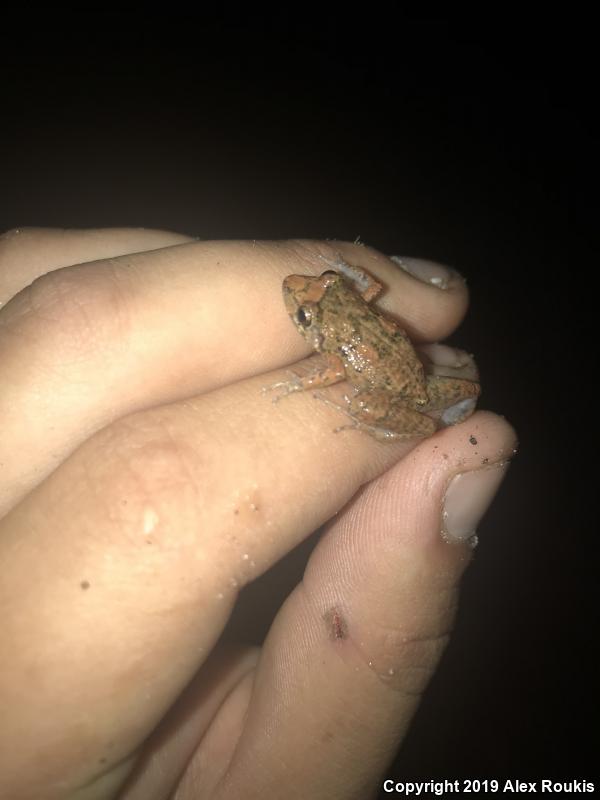 Greenhouse Frog (Eleutherodactylus planirostris)