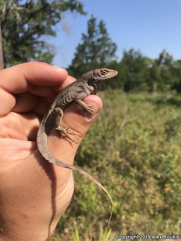 Cuban Brown Anole (Anolis sagrei sagrei)