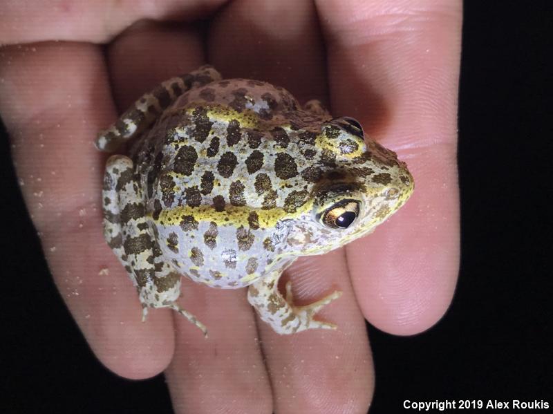 Gopher Frog (Lithobates capito)