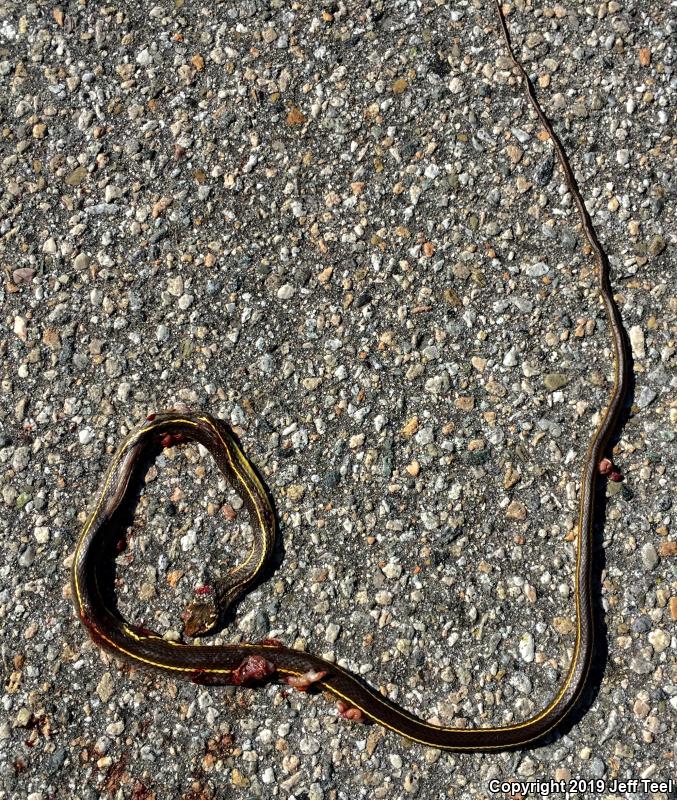 California Striped Racer (Coluber lateralis lateralis)