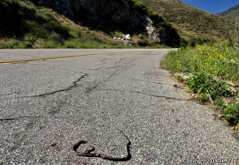 California Striped Racer (Coluber lateralis lateralis)