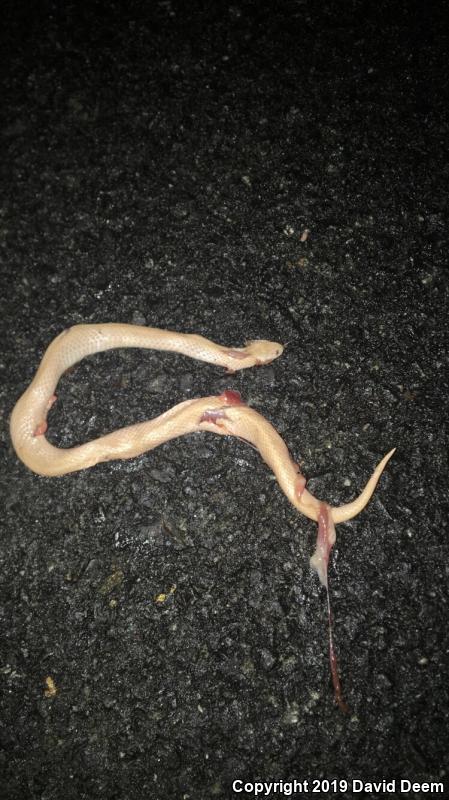 Eastern Smooth Earthsnake (Virginia valeriae valeriae)