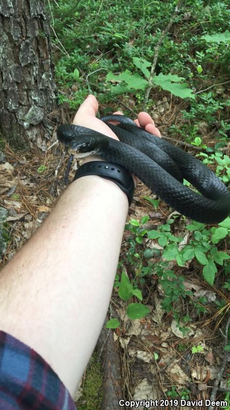 Northern  Black Racer (Coluber constrictor constrictor)