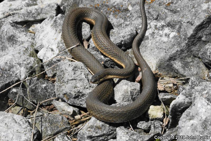 Queensnake (Regina septemvittata)