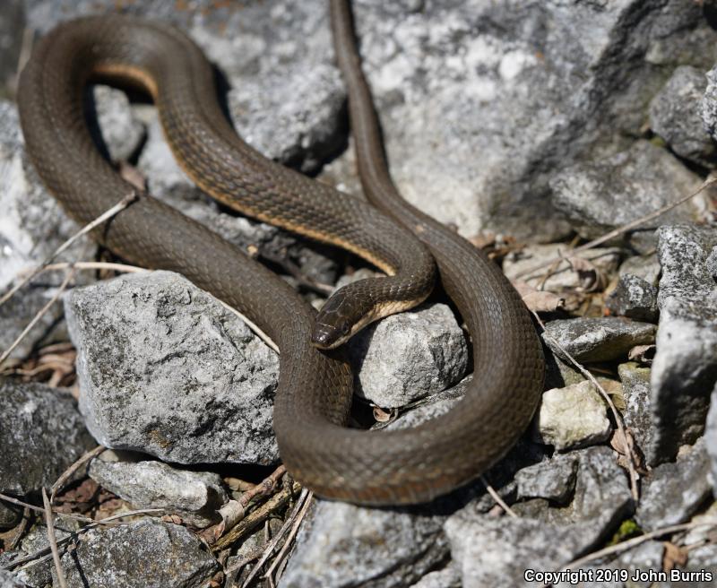 Queensnake (Regina septemvittata)