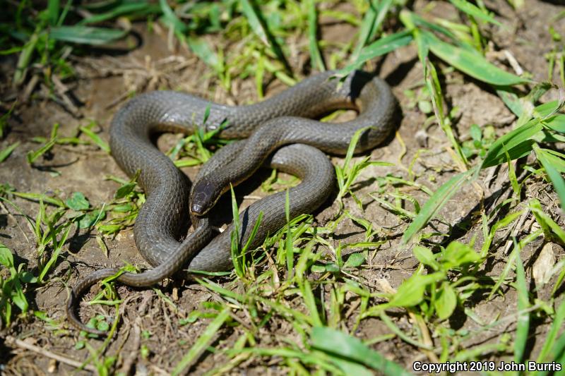 Queensnake (Regina septemvittata)