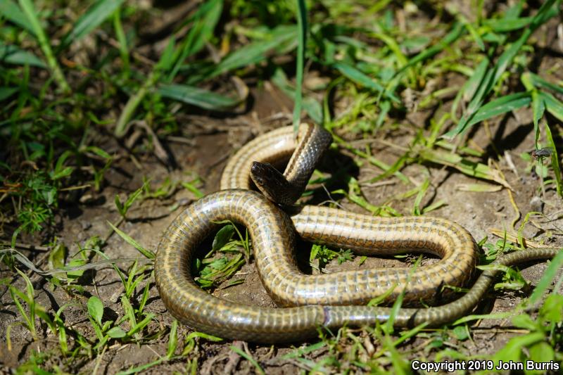 Queensnake (Regina septemvittata)