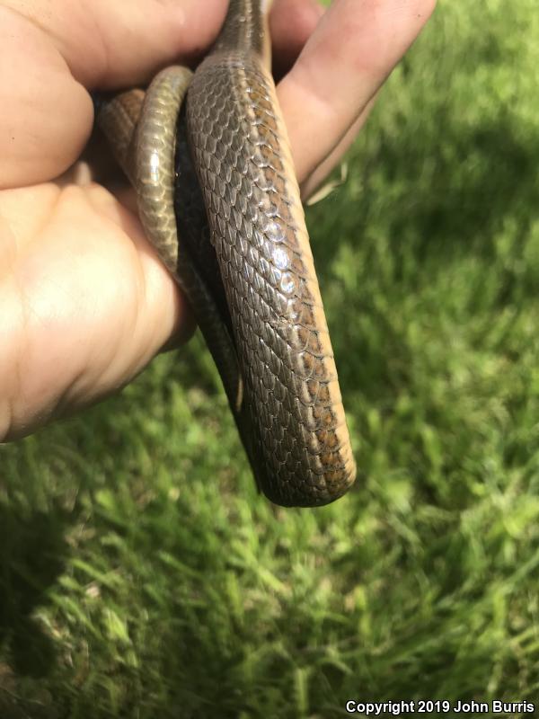 Queensnake (Regina septemvittata)