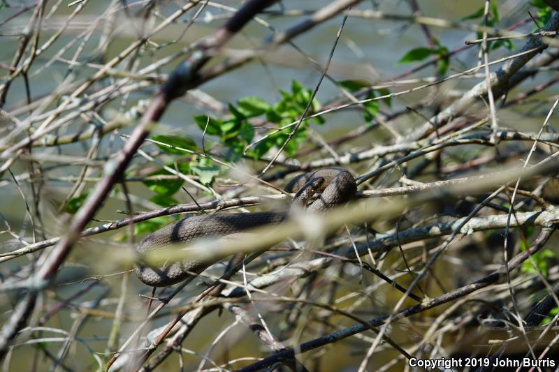 Queensnake (Regina septemvittata)