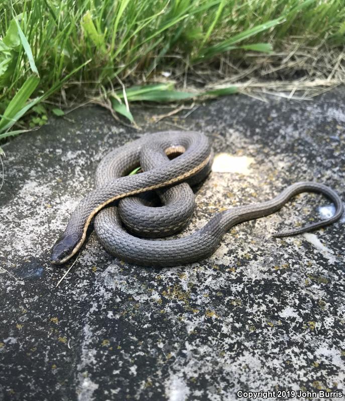 Queensnake (Regina septemvittata)