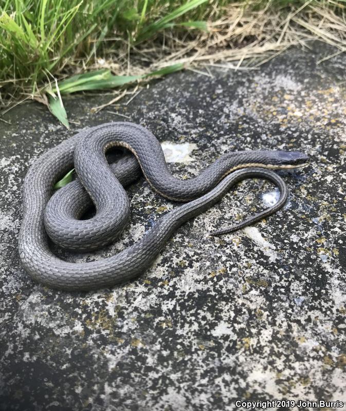 Queensnake (Regina septemvittata)