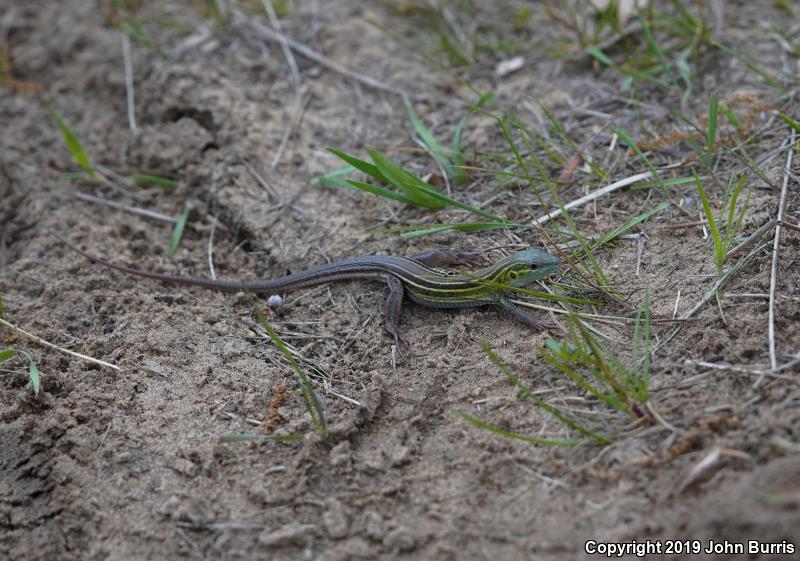 Prairie Racerunner (Aspidoscelis sexlineata viridis)