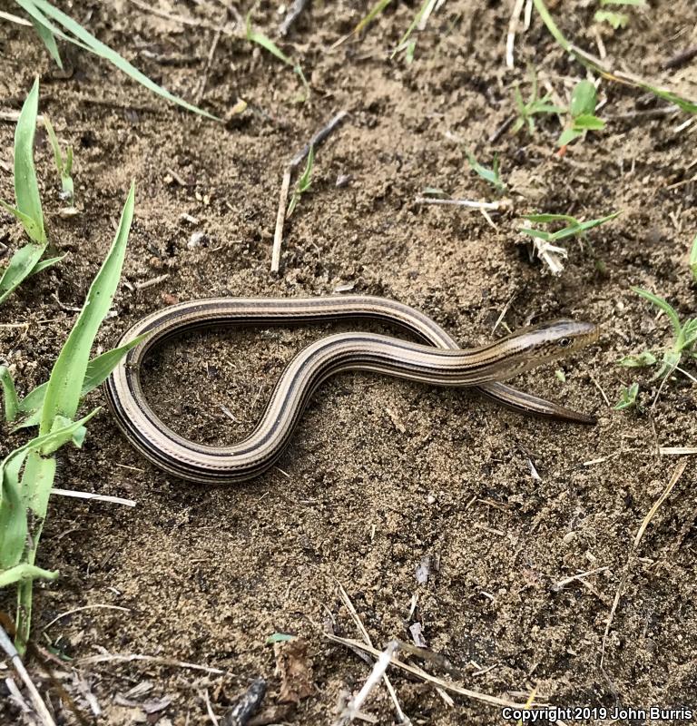 Western Slender Glass Lizard (Ophisaurus attenuatus attenuatus)