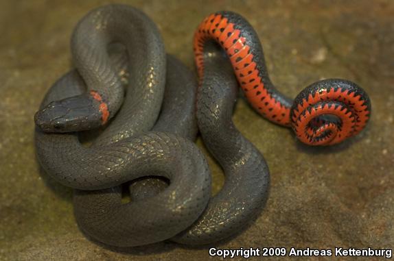 Monterey Ring-necked Snake (Diadophis punctatus vandenburgii)