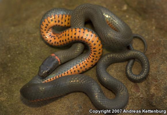 Monterey Ring-necked Snake (Diadophis punctatus vandenburgii)