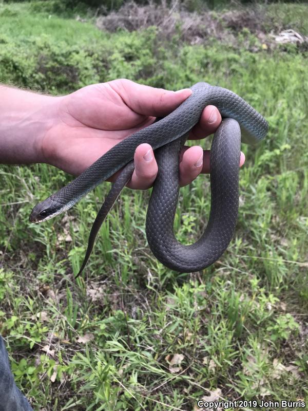 Blue Racer (Coluber constrictor foxii)