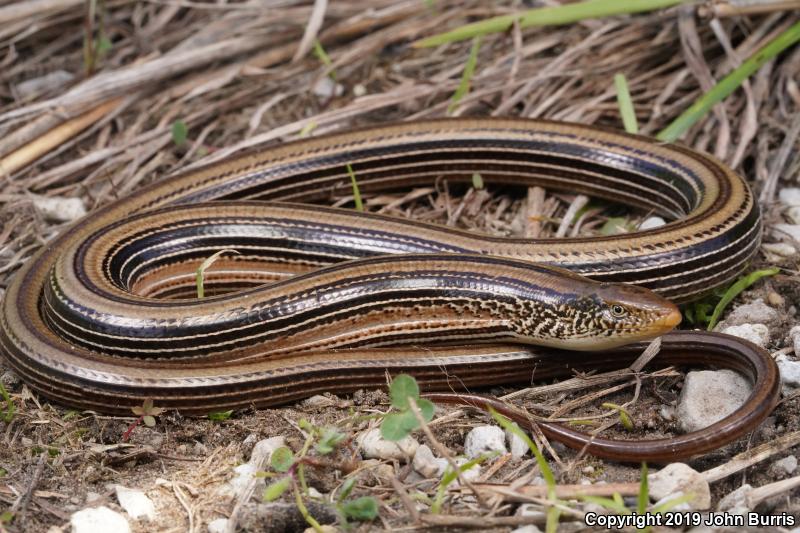 Western Slender Glass Lizard (Ophisaurus attenuatus attenuatus)