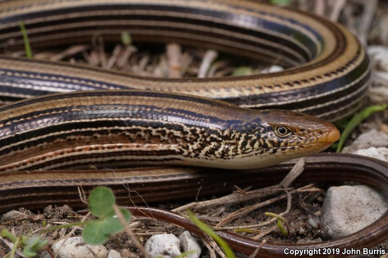 Western Slender Glass Lizard (Ophisaurus attenuatus attenuatus)