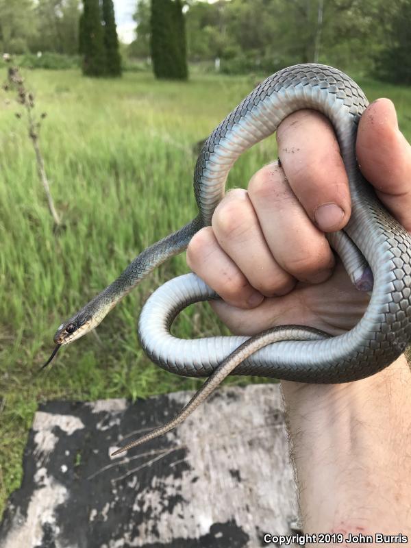 Blue Racer (Coluber constrictor foxii)