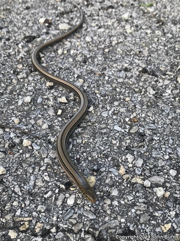 Western Slender Glass Lizard (Ophisaurus attenuatus attenuatus)